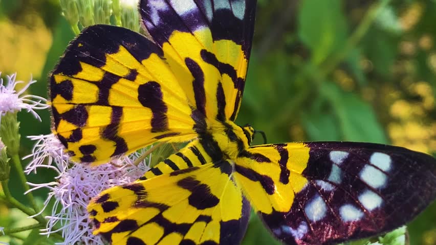 Yellow False Tiger Moth Feeding On Nectar Of Siam Weed Flowers. Close-up, Macro Shot