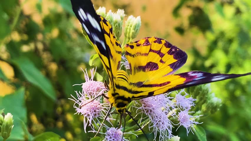 False Tiger Moth Eating Nectar Of Siam Weed Flower With Nature Background. Close-up, Macro Shot