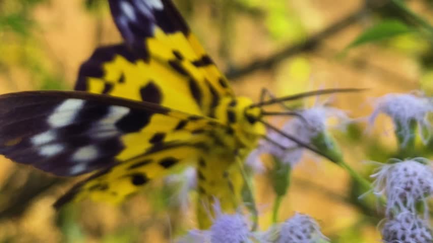 Adult False Tiger Moth Feeds On Siam Weed Flowers