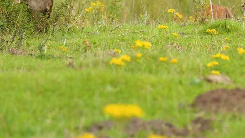 Red deer and fawn graze in sunlit meadow with wildflowers, natural daylight, static shot.