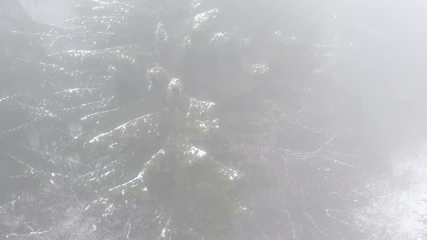 Dense mist unveiling snowcovered pine trees in winter forest