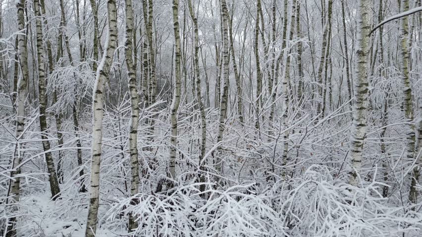 Drone glides near the snowy ground, passing tightly packed birches coated in frost as the wintry forest scrolls sideways