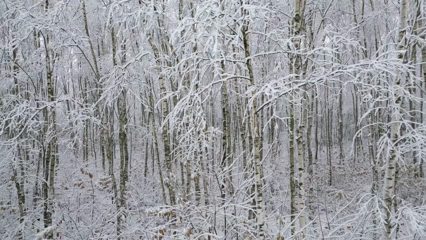 Drone slides sideways at mid-height, showing the central sections of snow-covered birches in a calm winter forest