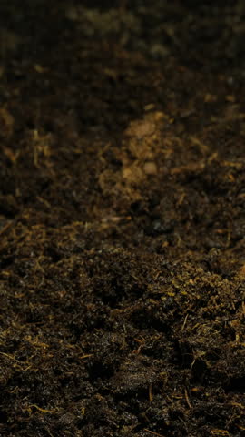 Close-up time-lapse of small plant sprouting from seed in soil, showing early growth stages.