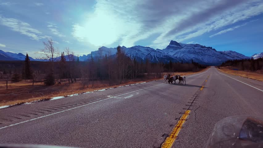 Wild bighorn sheep grazing by the roadside in Jasper National Park, Canada, with stunning Rocky Mountain peaks in the background. Calm wildlife moment in North America.