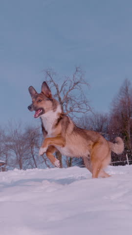 SLOW MOTION, CLOSE UP: Adorable brown shepherd dog is running in a snowy garden. Cute doggo is excited about freshly fallen snow and enjoys spending winter days outside in the wintery countryside.