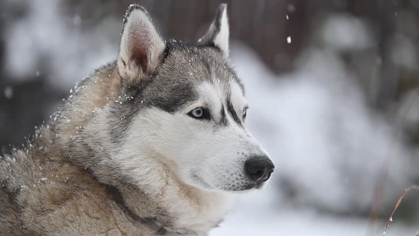 Siberian Husky dog with piercing blue eyes in a snowy winter forest, close-up portrait of a majestic animal.