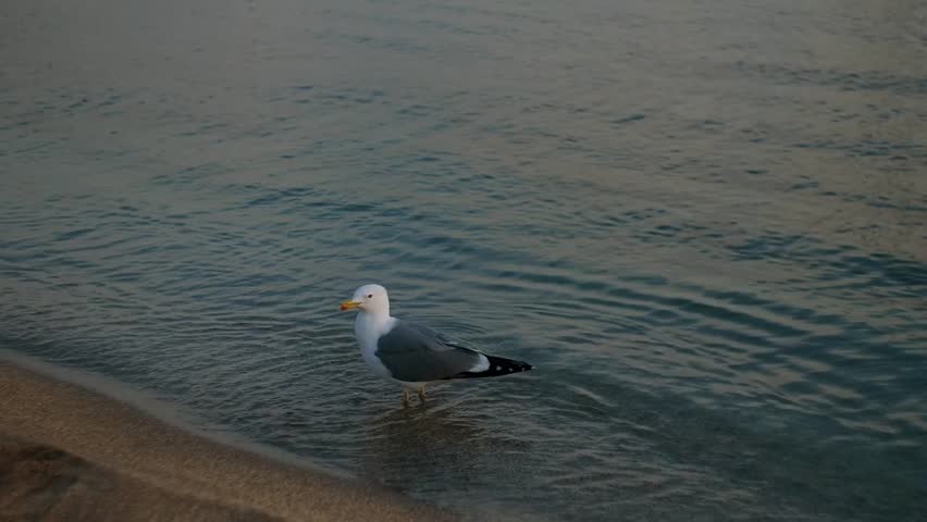Seagull standing peacefully in shallow ocean water at the beach, calm coastal scene with soft natural light.