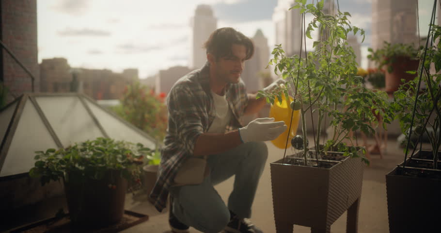 Smiling Man in Gloves Tends and Waters Potted Tomato Plants on a High Rooftop Terrace, Lovingly Inspecting Flower and Fruit While Enjoying Peaceful Urban Farming With a Modern City in the Background.
