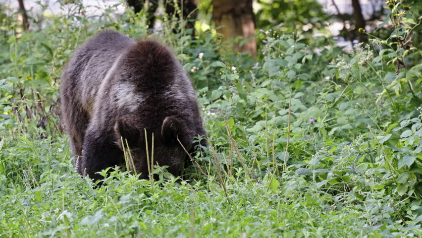 Brown bear in lush forest, Transfagarasan, Romania, wild and calm