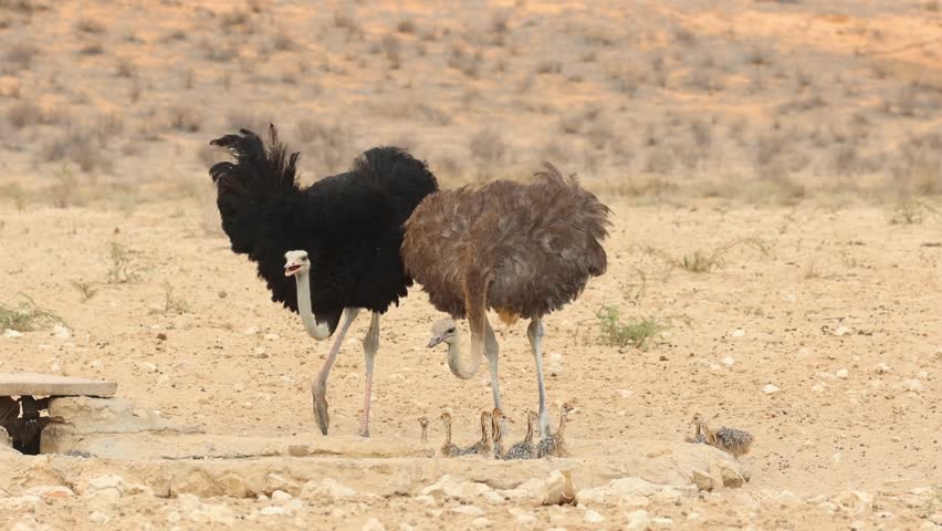 Medium shot of two males and female ostrich and their chicks drinking at a waterhole, Kgalagadi Transfrontier Park.