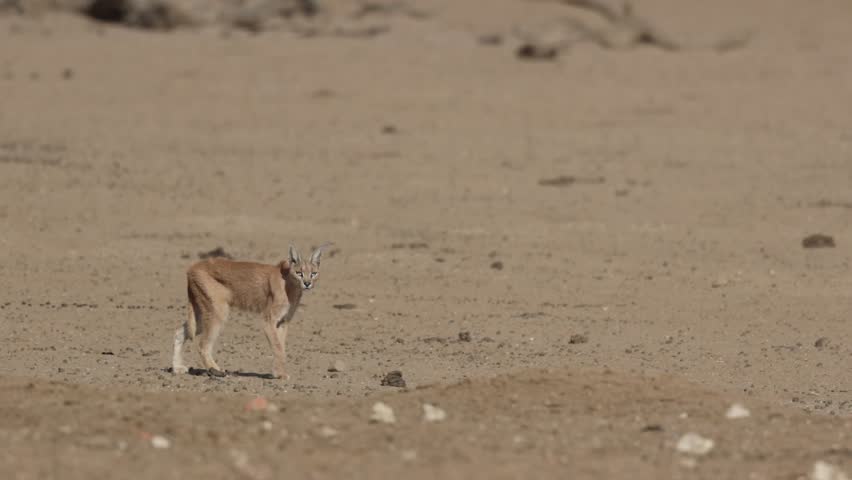 A caracal walking through dry, dusty landscape of the Kgalagadi Transfrontier Park.
