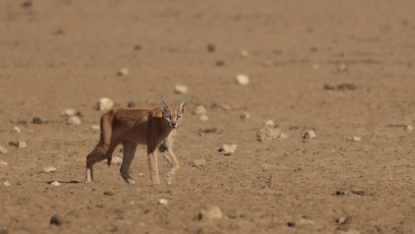 A caracal walking through dry, dusty landscape of the Kgalagadi Transfrontier Park.