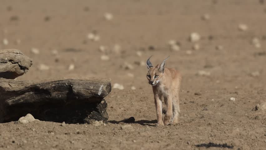 A caracal walking through dry, dusty landscape past a big tree trunk lying on the ground, Kgalagadi Transfrontier Park.