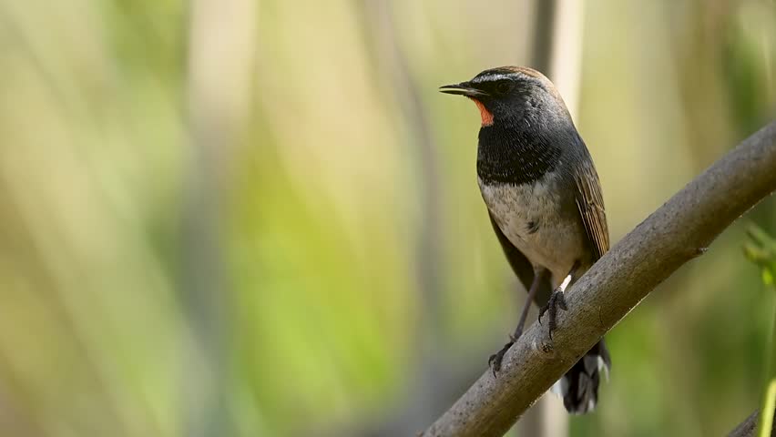The Ruby-throat sings loudly in close view, perched in bushes where warm sunlight highlights its vibrant throat.
