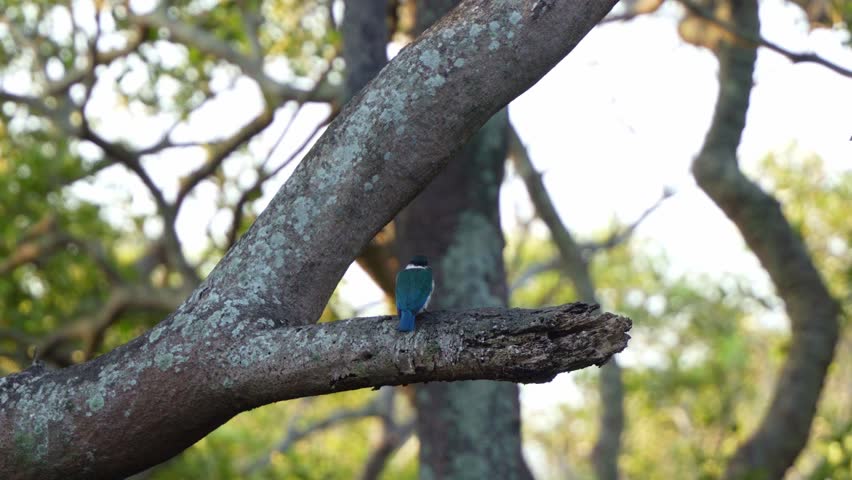 A wild kingfisher perched on a branch in its natural habitat, feeding on the prey and fly away, close up shot.