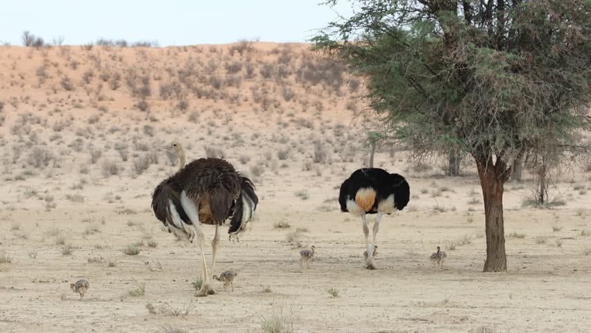 Wide shot of a male and female ostrich and their chicks feeding below a sand dune next to a tree, Kgalagadi Transfrontier Park.
