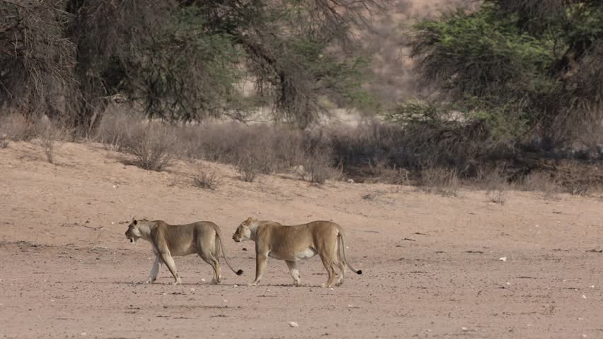 Wide shot of two lionesses walking while their cubs come running from the back to catch up with their mothers, Kgalagadi Transfrontier Park.