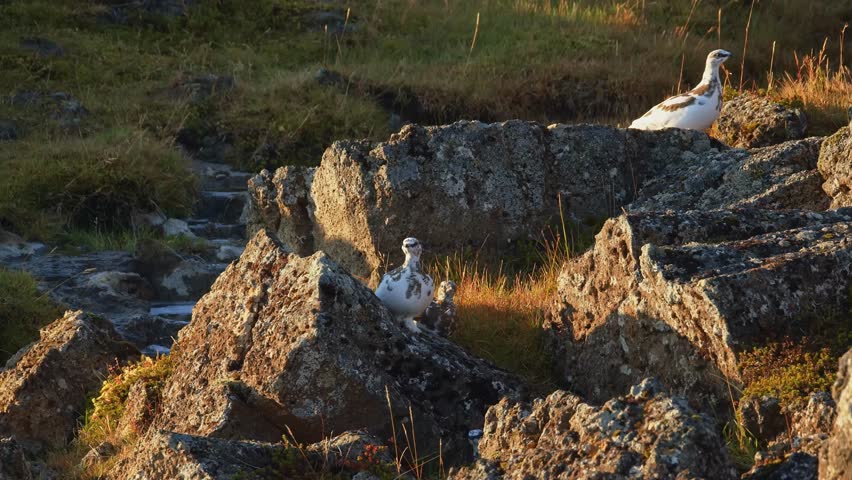 A pair of Rock Ptarmigans (Lagopus muta) with a chick resting on a rocky hillside in the Icelandic wilderness. The scene is bathed in the warm, golden light of either sunrise or sunset, highlighting t