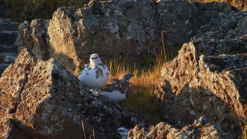 A close up shot of two rock ptarmigans (Lagopus muta) perched on mossy rocks in Iceland. The birds, with their distinctive mottled white and brown plumage, are well camouflaged against the rugged terr