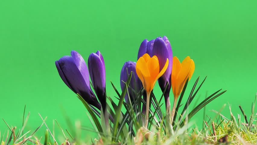yellow and purple crocuses on a green screen