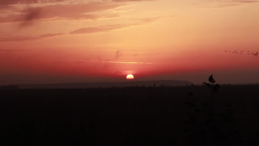 Watch the stunning sunset over Yelnya swamp in Belarus as birds gracefully fly across the horizon, capturing the serene atmosphere of this natural reserve