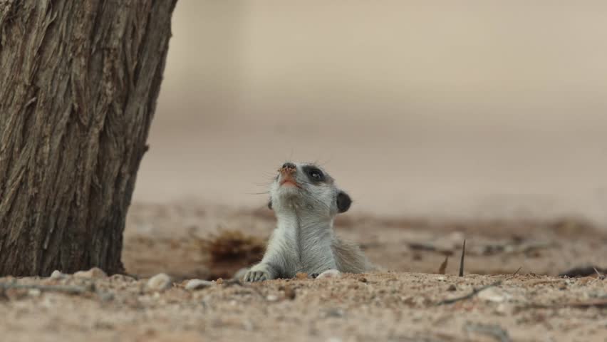 Medium closeup of a meerkat lying on the ground looking up, Kgalagadi Transfrontier Park