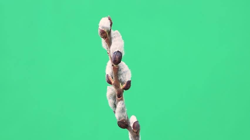 willow branch on a green screen
