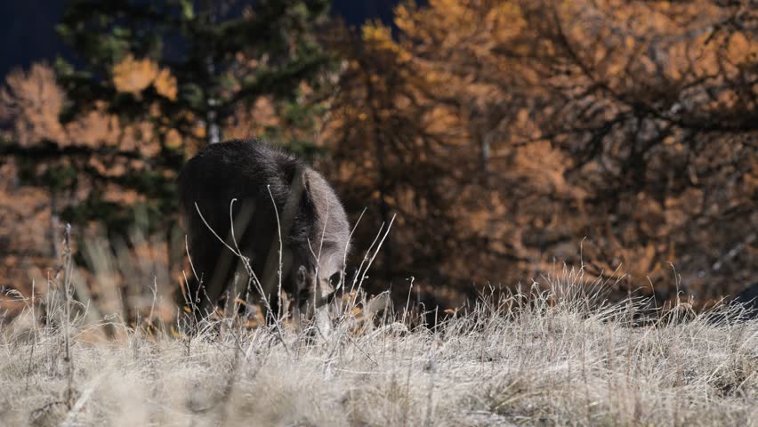 Rupicapra rupicapra, chamois, fall, AUTUMN, search for food, close-up, Gran Paradiso National Park, Cogne, Valnontey, Valle d'Aosta, Italy, no people,