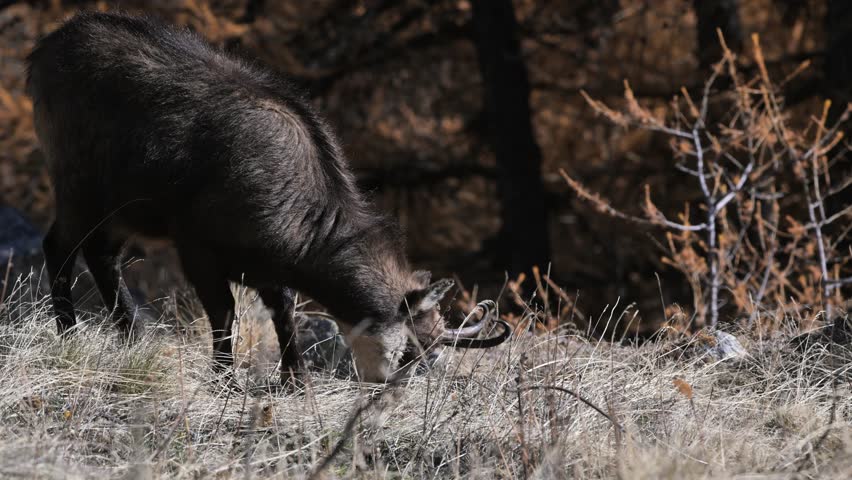Rupicapra rupicapra, chamois, fall, AUTUMN, search for food, close-up, Gran Paradiso National Park, Cogne, Valnontey, Valle d'Aosta, Italy, no people,