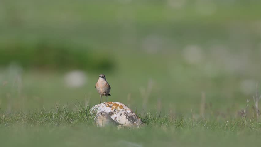The Northern Wheatear (Oenanthe oenanthe) perches on a rock, observing its surroundings and wagging its tail.