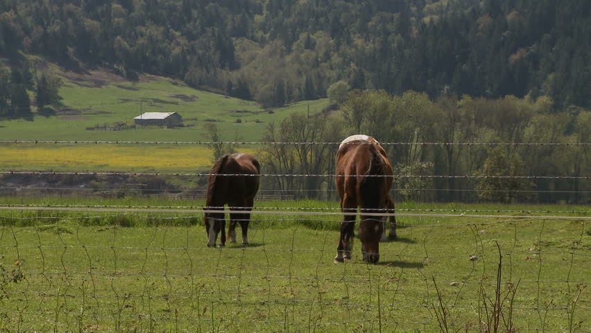 Horses graze behind a fence in beautiful Canyonville, Oregon
