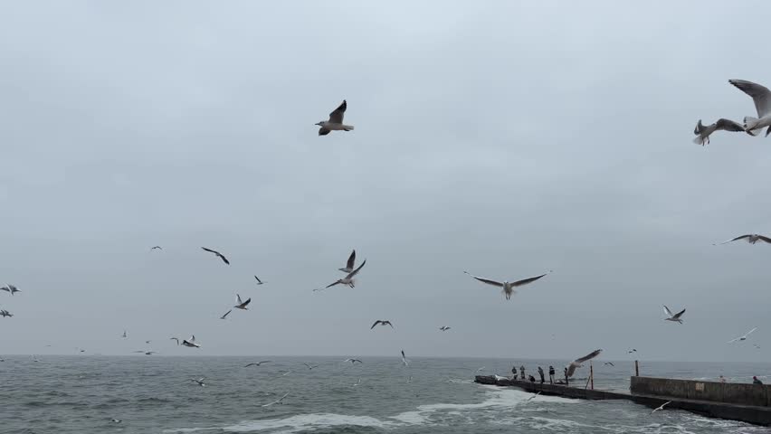 Slow motion footage of seagulls flock flying over rough Black Sea waves near a concrete pier in Odessa, Ukraine.
