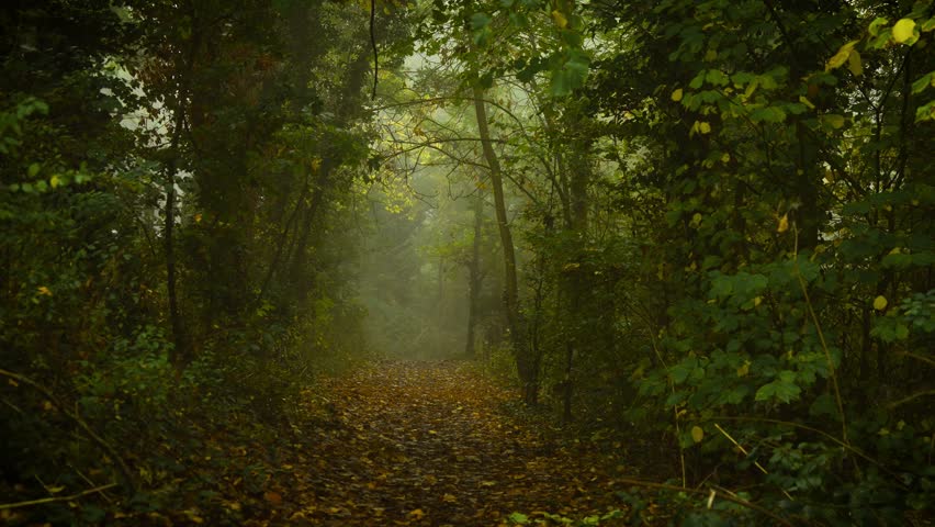 Forest path covered with fallen leaves surrounded by dense mist creating mystical atmosphere. Enchanted mist glowing with pale light, Samhain. Woodland trail blanketed with autumn leaves enveloped in