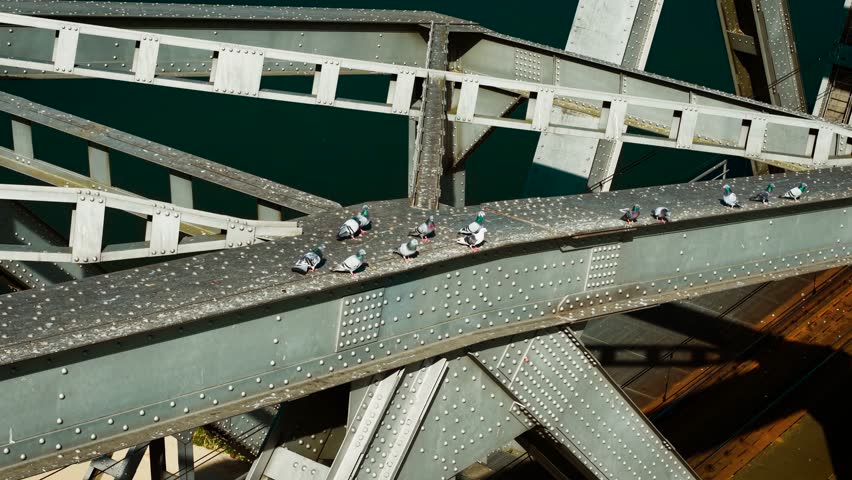 Pigeons lining up on sunlit metal beam of bridge above green water. Birds perched on riveted steel surface between crossing support bars and shadows. Doves resting quietly on warm iron structure