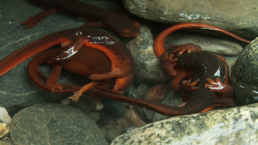 Newts grabbing onto each other in mating ritual