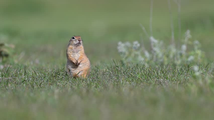 The Anatolian Ground Squirrel (Spermophilus xanthoprymnus) stands upright among the tall grasses, scanning its surroundings.