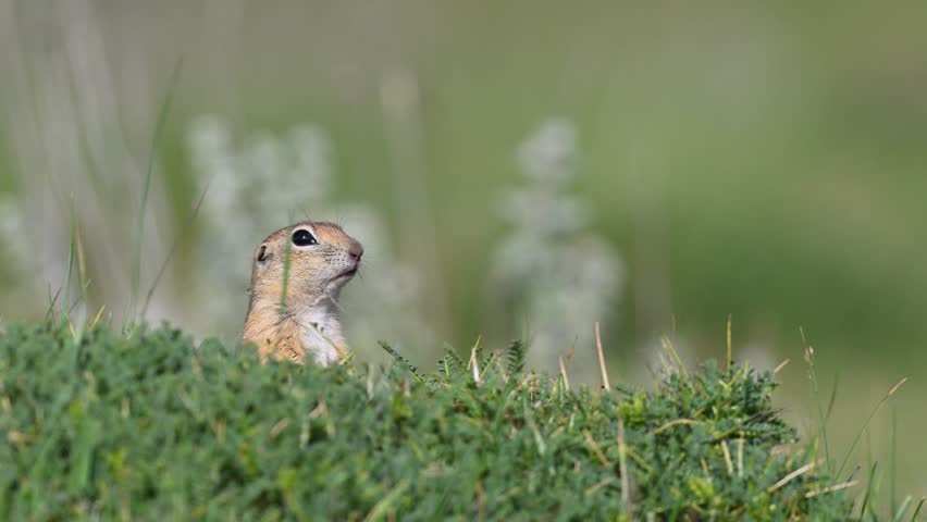 The Anatolian Ground Squirrel (Anatolian Souslik-Ground Squirrel, Spermophilus xanthoprymnus) emerges from its burrow and carefully observes its surroundings for danger.