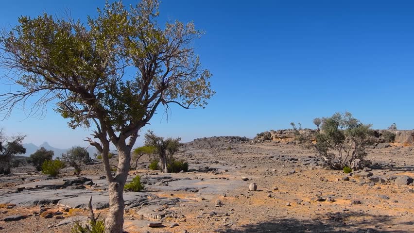 An establishing shot of the rugged and arid landscape of Jebel Akhdar, Oman. The footage captures the rocky, dry terrain with sparse, resilient trees under a clear blue sky. The scene conveys the natu