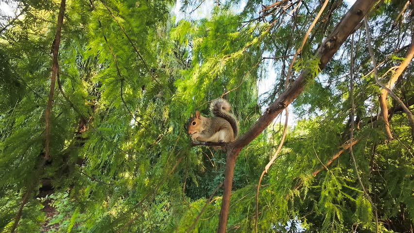 Squirrel sitting on tree branch watching around. Wildlife protection domestic rodents illustration representing ecosystem safety and health. Rodent staying on woody stem observing surroundings