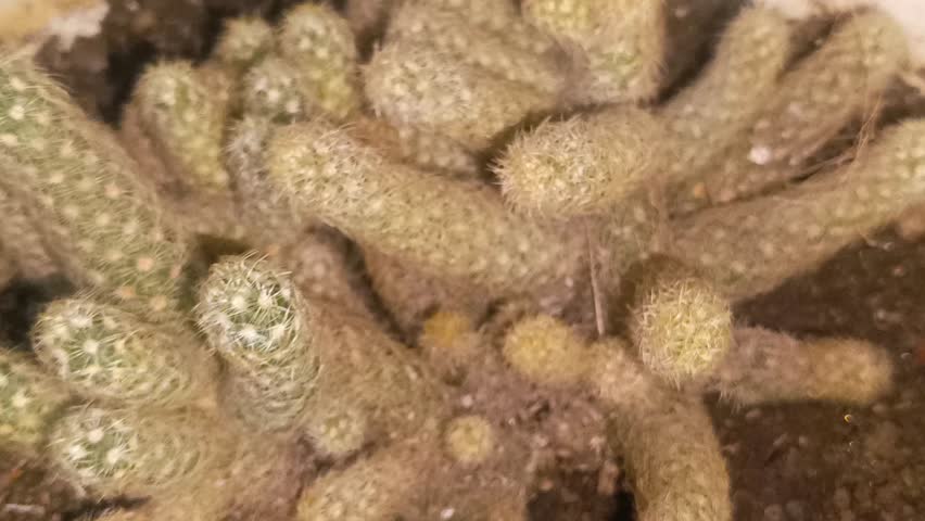 Close-up of Mammillaria Elongata Cactus, also known as Gold Lace Cactus, showing dense stems and spines in a home collection