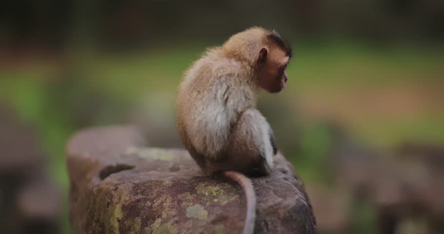Curious baby monkey sits on a rock in the jungle while videographers film it. High quality wildlife footage concept for documentaries, nature projects, eco promo, and animal conservation.