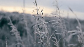 Frost-covered grass and winter field landscape in slow motion, captured on a cold early morning. Icy plants, soft natural light, and serene atmosphere with delicate frozen details against the open sky - Powered by Shutterstock - Get 15% off with code: PIKWIZARD15