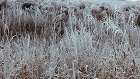 Frost-covered grass and winter field landscape in slow motion, captured on a cold early morning. Icy plants, soft natural light, and serene atmosphere with delicate frozen details against the open sky - Powered by Shutterstock - Get 15% off with code: PIKWIZARD15