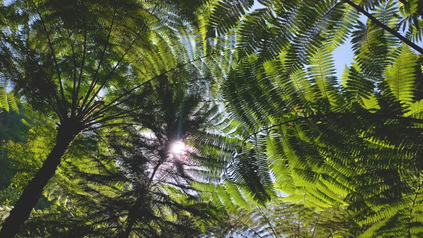 sunlight penetrates the leaves in the forest