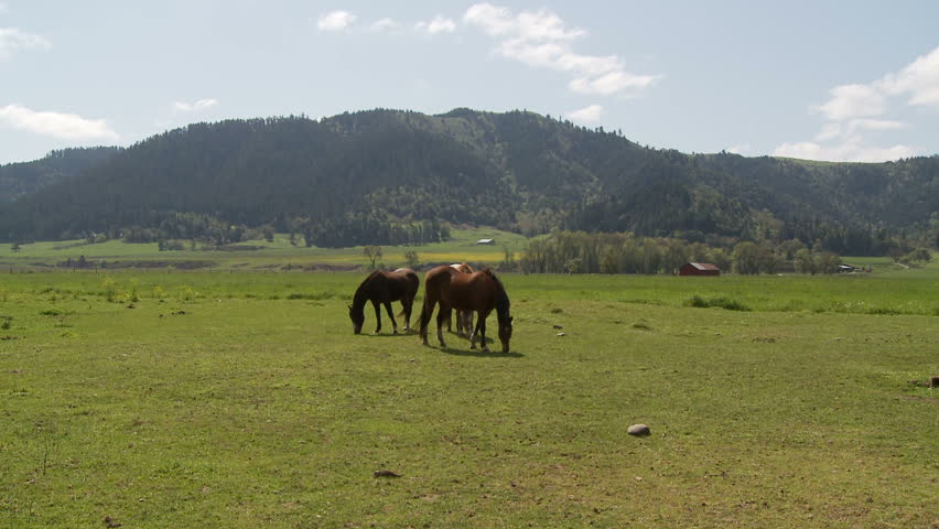 Horses graze in a pasture