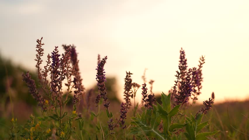 Wildflowers at sunset, Evening meadow with purple blossoms, Peaceful nature landscape, Summer field in golden hour, Tranquil sunset among grasses, Blooming plants in soft sunlight, Serene countryside