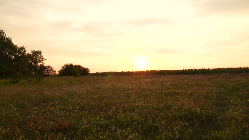 Sunset over a wildflower meadow, peaceful countryside landscape at dusk, golden sunlight on the field, serene rural scenery, evening light in nature, natural beauty of an open grassland, tranquil