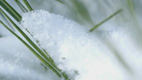 Macro shot of fresh evergreen pine needles with delicate frost and light snow, winter nature beauty, seasonal texture, holiday background, rustic festive decor, perfect stock video for celebration - Powered by Shutterstock - Get 15% off with code: PIKWIZARD15