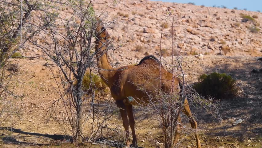 A close up shot of a dromedary camel grazing on a small bush in the dry, rocky landscape of the Hajar Mountains in Oman.